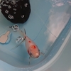 金魚の好き嫌いがよく解った