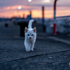 天草諸島のねこさん