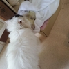 動物だって悲しみは同じだ。