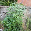 ハーブ花壇10月からの生長記録　消えたハーブと生まれ変わったハーブ