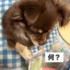 ホイッスル
