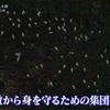 掃き溜めは文化