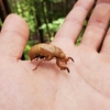 ハルゼミの幼虫