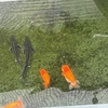 水質チェックの方法案