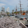 横浜、桜木町「汽車道」等で桜見物！！（１）