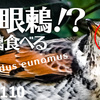 0110【鳥に食べられるネズミモチ】カワセミ捕食ホバリング。目が多いツグミ多眼蜘蛛錯覚！？メジロの喧嘩の鳴き声とマユミ。カルガモ喧嘩？で翼怪我の悲劇。 #今日撮り野鳥動画まとめ #身近な生き物語　鶴見川水系恩田川の野鳥