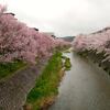 東京で桜が開花！目の肥えた私の不幸!?（笑）