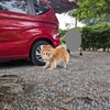 トリミング問題
