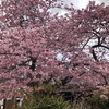 河津桜🌸を観に行って来ました！