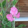 実は植えていたスイートピー