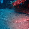 海洋速報　6月11日（火）