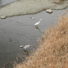 鴨川は、野鳥がいっぱい