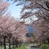 岩木山麓ぐるり世界一の桜並木と常盤野地区のミズバショウ、岩木山神社も桜満開♪