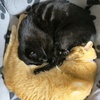 アラームにびっくりしたねこにびっくりしたニンゲン
