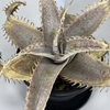 Dyckia 'T-Rex'  (ディッキア ’ ティーレックス ') の生育記録　〜Dyckia marnier lapostollei 系の生育指針〜