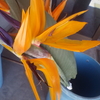 【植物の花の写真】ゴクラクチョウカ　Strelitzia reginae: Strelitziaceae；鹿児島市；2018年09月16日（日）