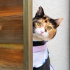 猫の妖怪が出てくる絵本＆児童書【ばけねこ・ねこまた】