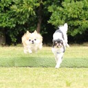 ベビー＋ワンコ連れでおでかけ！