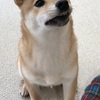 柴犬あきとの生活　114