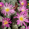 コノフィツム開花