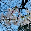 今年は早いですね〜🌸桜✨もうすぐ満開〜🌸