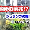 青いエビ!!ベルベットブルーシュリンプ「抱卵の舞」!!