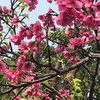 寒緋桜（カンヒザクラ）満開