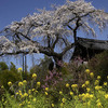 京都新聞写真コンテスト　井出町　地蔵院の桜