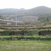 あの棚田百選の小豆島中山地区の千枚田で 今年も田植えがはじまりました。