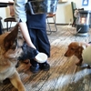 ドックカフェNora～「ザ!鉄腕!DASH!!犬だらけわんわんSP」のダメ犬?