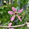秋空とピンクの花