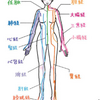 経絡と皮膚。