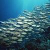 underwater world　水中世界