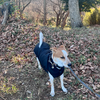 正直お犬さん。