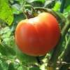 【隠居の朝の一言　天候不順と野菜　07/13】