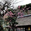 桜の開花は・・・