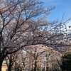 川口から見に行きやすい桜 花見スポット