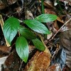 Homalomena sp"Garuda wing"from P.Singkep【AZ0824-5】