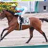 立て直した効果で追い切りではしっかり動けるように変わってきています。デビュー戦は砂を被ってフワフワしてしまったので、２戦目の今回は芝にチャレンジ。適性は走ってみないと何とも言えないも、短期間での成長ぶりに期待。☆アリーヴォ