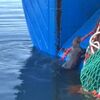 ラッコが漁船の網からカレイを盗み食い 北クリルのパラムシル島沖
