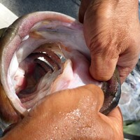 デカバスの釣り方 50アップがなかなか遠い人に伝えたい5つのコツ 水温計は嘘を言わない デカバスの釣り方 50アップがなかなか遠い人に伝えたい5つのコツ 水温計は嘘を言わない