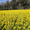 菜の花畠に入日薄れ