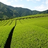 お茶の樹が上へ伸びる理由　頂芽優勢について