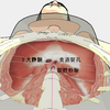 頭から爪先までの体の中の隔膜たちが整えられると施術成果は長持ちキ