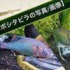 金魚や観賞魚が赤斑病にかかったら迷わず薬浴 早期治療が効果的 たなごgo