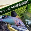 【セボシタビラ(タナゴ)の写真/画像】婚姻色や稚魚・飼育の様子