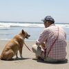 海辺の犬。