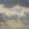 季節の野鳥が来ないときに...