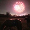 怒り爆発のガイフォークスナイト