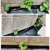 ドクダミ恐るべし